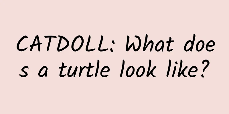 CATDOLL: What does a turtle look like?