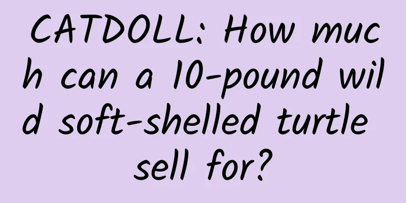 CATDOLL: How much can a 10-pound wild soft-shelled turtle sell for?