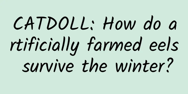 CATDOLL: How do artificially farmed eels survive the winter?