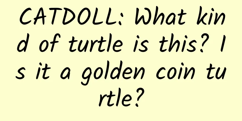 CATDOLL: What kind of turtle is this? Is it a golden coin turtle?