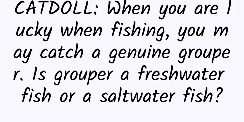 CATDOLL: When you are lucky when fishing, you may catch a genuine grouper. Is grouper a freshwater fish or a saltwater fish?