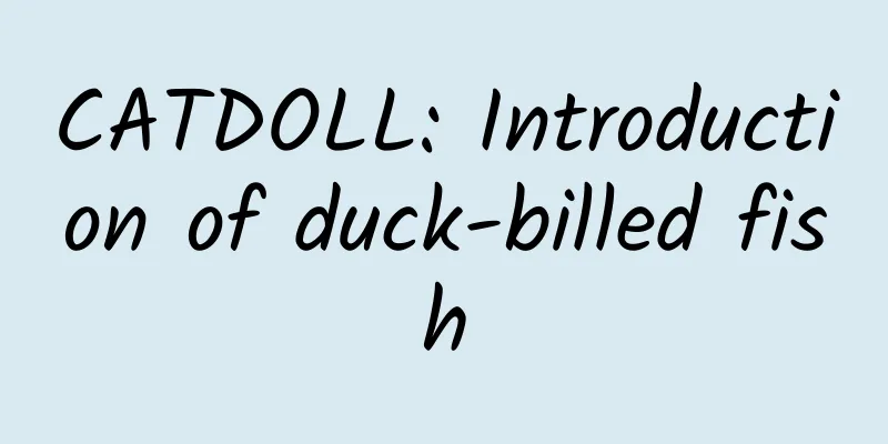 CATDOLL: Introduction of duck-billed fish