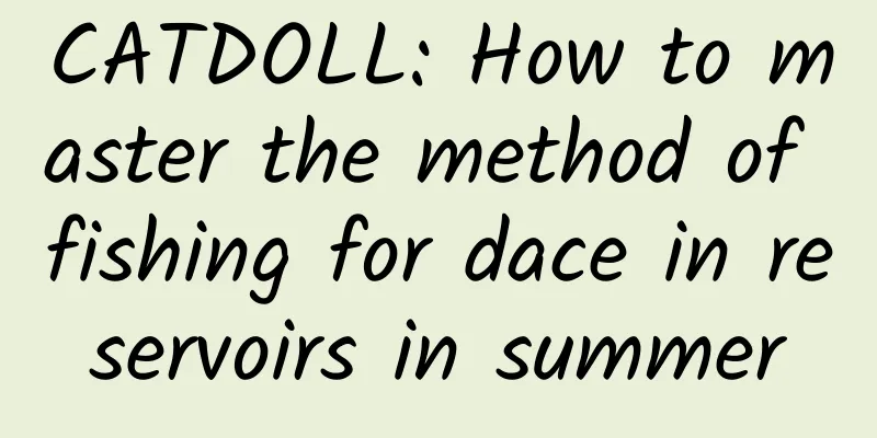 CATDOLL: How to master the method of fishing for dace in reservoirs in summer
