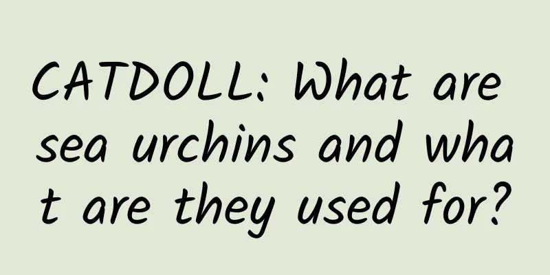 CATDOLL: What are sea urchins and what are they used for?