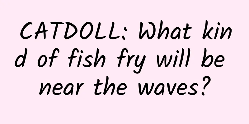 CATDOLL: What kind of fish fry will be near the waves?
