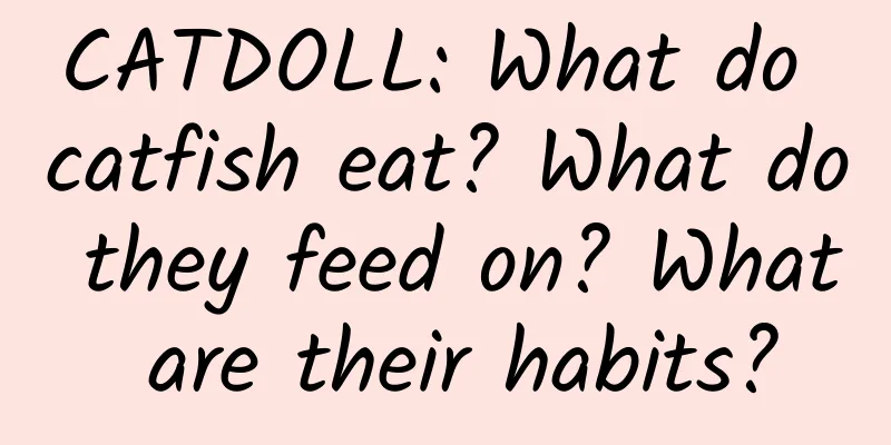 CATDOLL: What do catfish eat? What do they feed on? What are their habits?