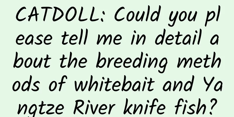 CATDOLL: Could you please tell me in detail about the breeding methods of whitebait and Yangtze River knife fish?