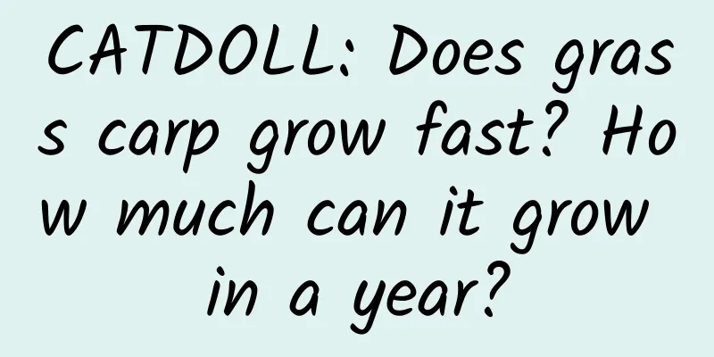 CATDOLL: Does grass carp grow fast? How much can it grow in a year?