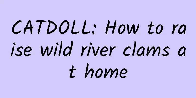 CATDOLL: How to raise wild river clams at home