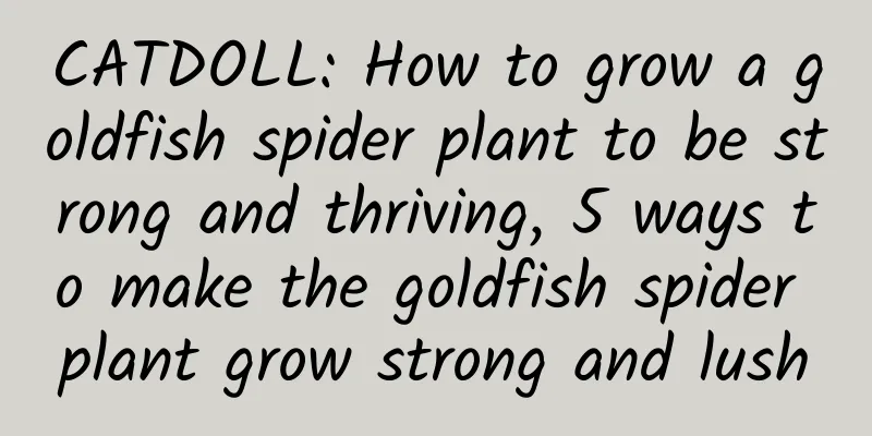 CATDOLL: How to grow a goldfish spider plant to be strong and thriving, 5 ways to make the goldfish spider plant grow strong and lush