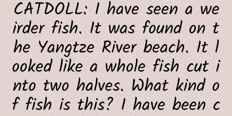 CATDOLL: I have seen a weirder fish. It was found on the Yangtze River beach. It looked like a whole fish cut into two halves. What kind of fish is this? I have been confused for a long time.