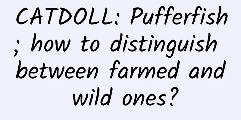 CATDOLL: Pufferfish; how to distinguish between farmed and wild ones?
