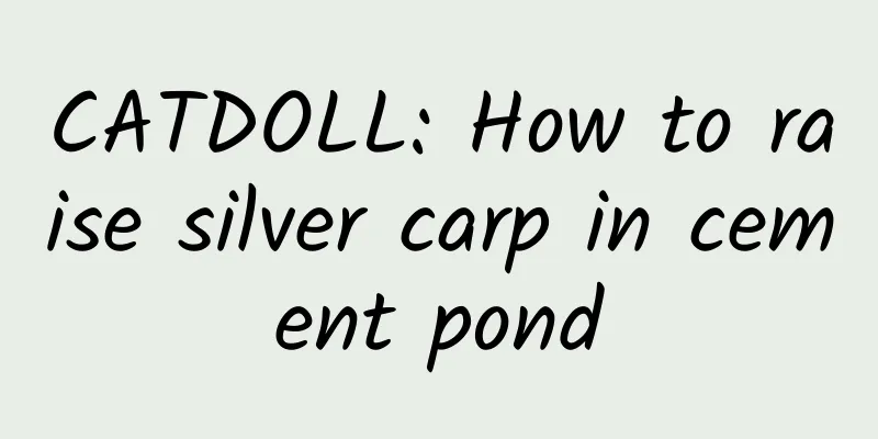 CATDOLL: How to raise silver carp in cement pond