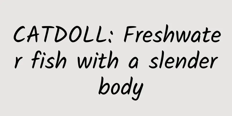 CATDOLL: Freshwater fish with a slender body