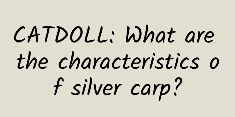 CATDOLL: What are the characteristics of silver carp?