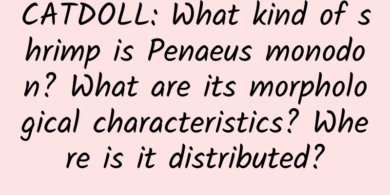 CATDOLL: What kind of shrimp is Penaeus monodon? What are its morphological characteristics? Where is it distributed?