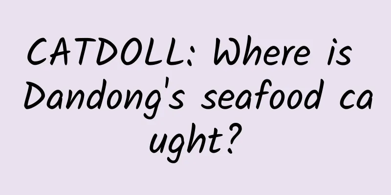 CATDOLL: Where is Dandong's seafood caught?
