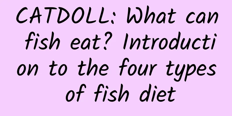 CATDOLL: What can fish eat? Introduction to the four types of fish diet
