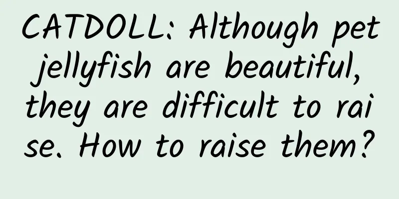 CATDOLL: Although pet jellyfish are beautiful, they are difficult to raise. How to raise them?