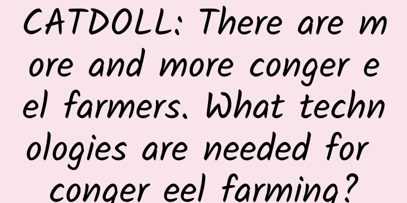 CATDOLL: There are more and more conger eel farmers. What technologies are needed for conger eel farming?