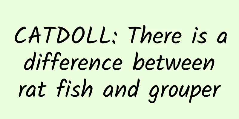 CATDOLL: There is a difference between rat fish and grouper