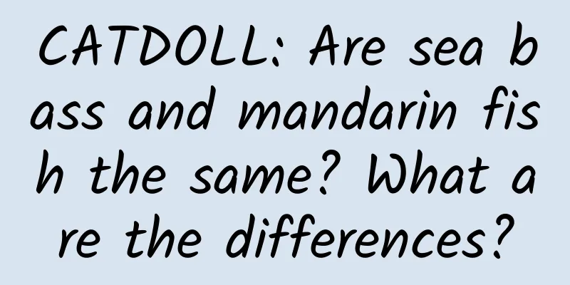 CATDOLL: Are sea bass and mandarin fish the same? What are the differences?