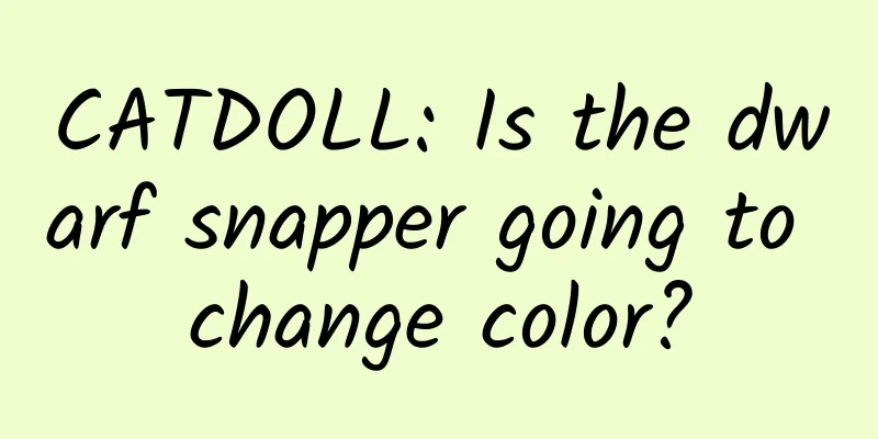 CATDOLL: Is the dwarf snapper going to change color?