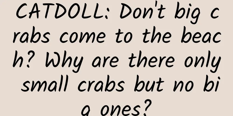 CATDOLL: Don't big crabs come to the beach? Why are there only small crabs but no big ones?