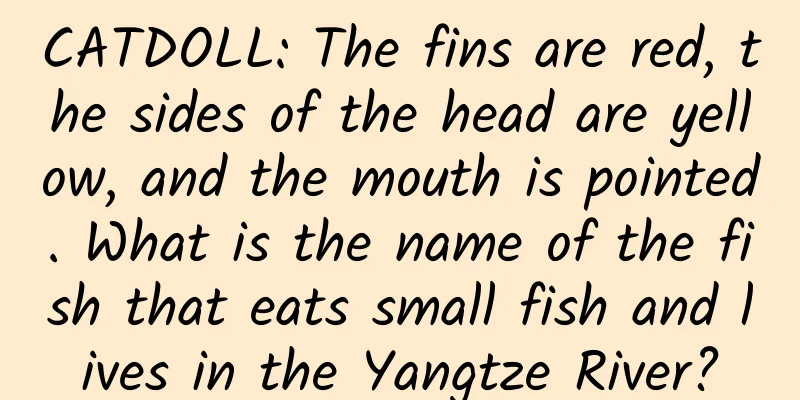 CATDOLL: The fins are red, the sides of the head are yellow, and the mouth is pointed. What is the name of the fish that eats small fish and lives in the Yangtze River?