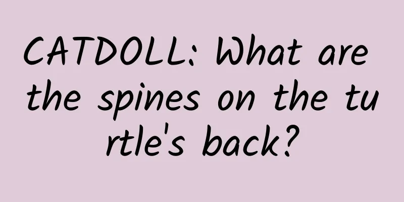 CATDOLL: What are the spines on the turtle's back?