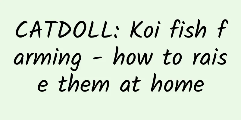 CATDOLL: Koi fish farming - how to raise them at home