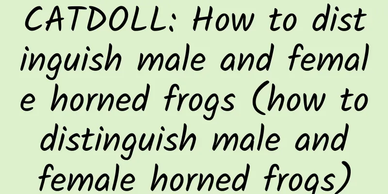 CATDOLL: How to distinguish male and female horned frogs (how to distinguish male and female horned frogs)