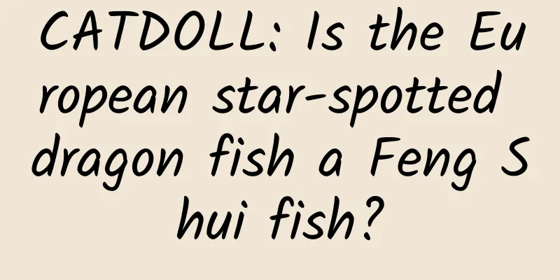 CATDOLL: Is the European star-spotted dragon fish a Feng Shui fish?
