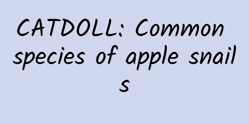 CATDOLL: Common species of apple snails