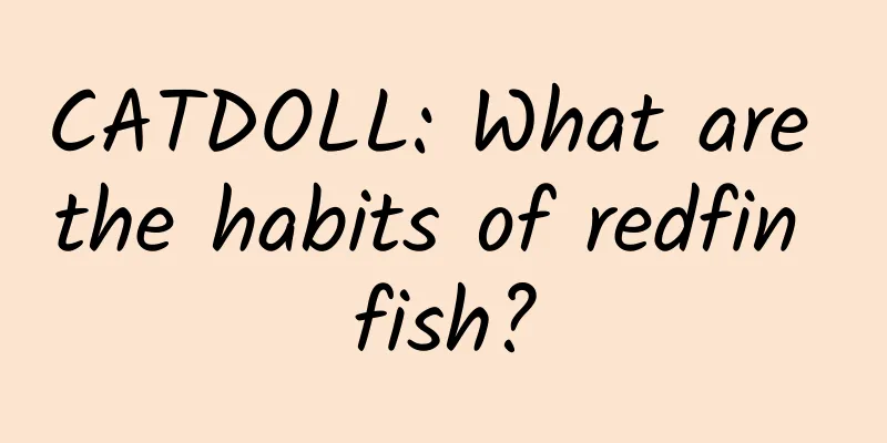 CATDOLL: What are the habits of redfin fish?