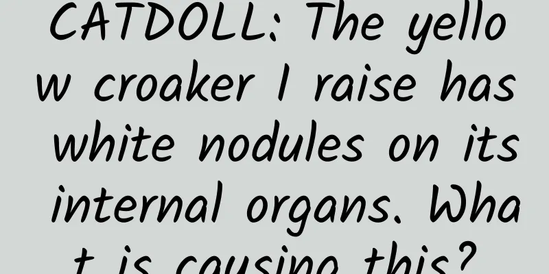 CATDOLL: The yellow croaker I raise has white nodules on its internal organs. What is causing this?