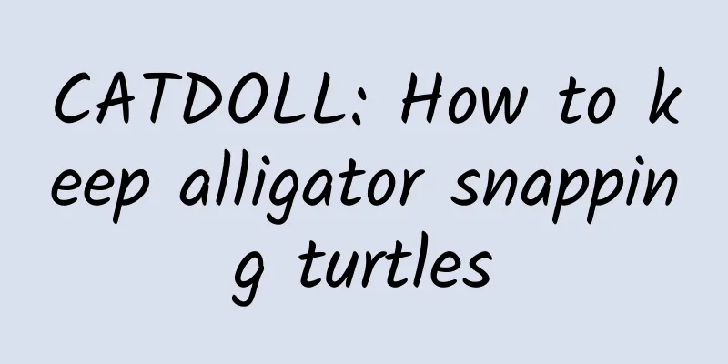 CATDOLL: How to keep alligator snapping turtles