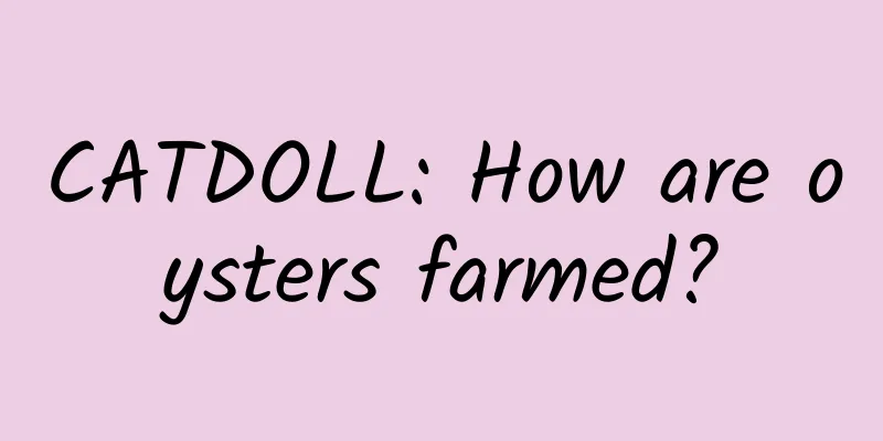 CATDOLL: How are oysters farmed?