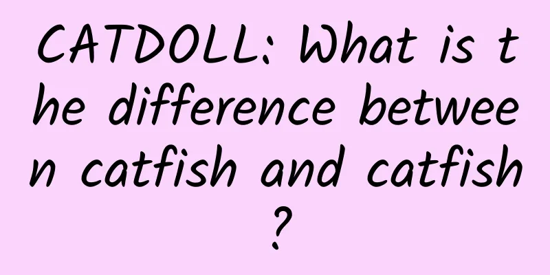 CATDOLL: What is the difference between catfish and catfish?