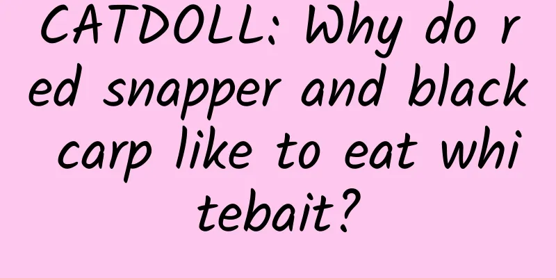 CATDOLL: Why do red snapper and black carp like to eat whitebait?