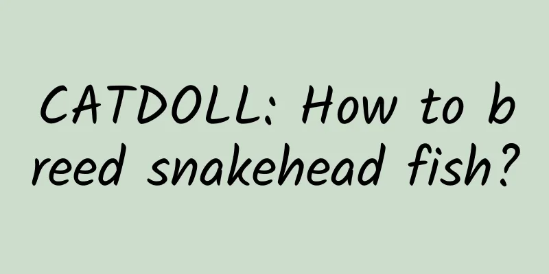 CATDOLL: How to breed snakehead fish?