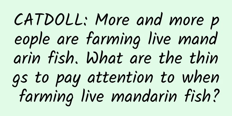 CATDOLL: More and more people are farming live mandarin fish. What are the things to pay attention to when farming live mandarin fish?