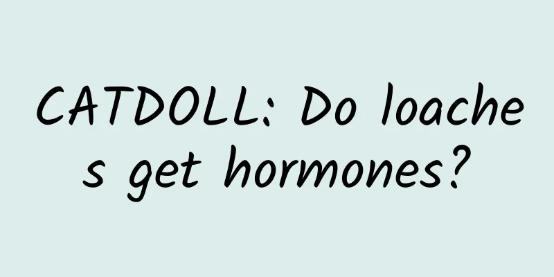 CATDOLL: Do loaches get hormones?