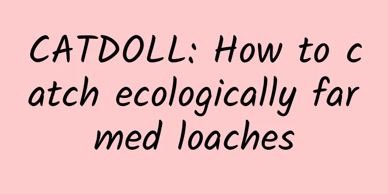 CATDOLL: How to catch ecologically farmed loaches