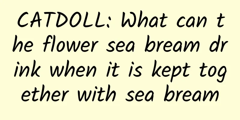 CATDOLL: What can the flower sea bream drink when it is kept together with sea bream
