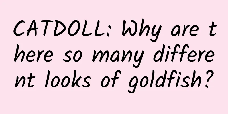 CATDOLL: Why are there so many different looks of goldfish?