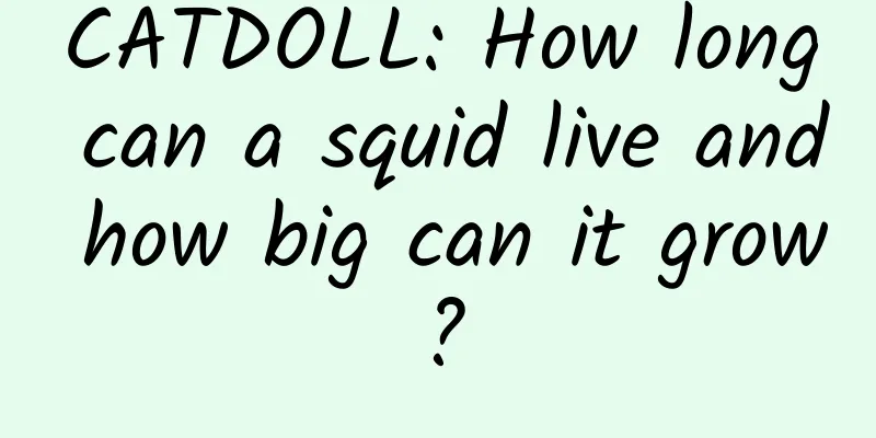 CATDOLL: How long can a squid live and how big can it grow?