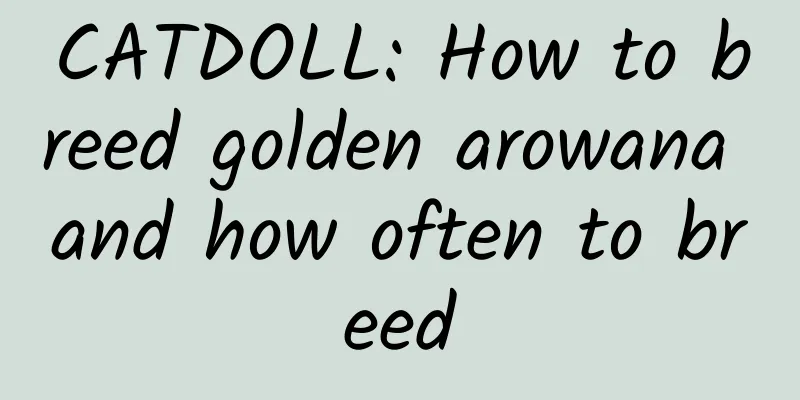 CATDOLL: How to breed golden arowana and how often to breed