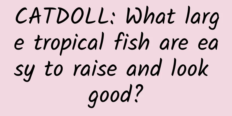 CATDOLL: What large tropical fish are easy to raise and look good?