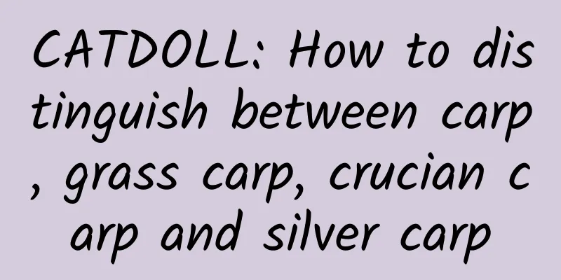 CATDOLL: How to distinguish between carp, grass carp, crucian carp and silver carp